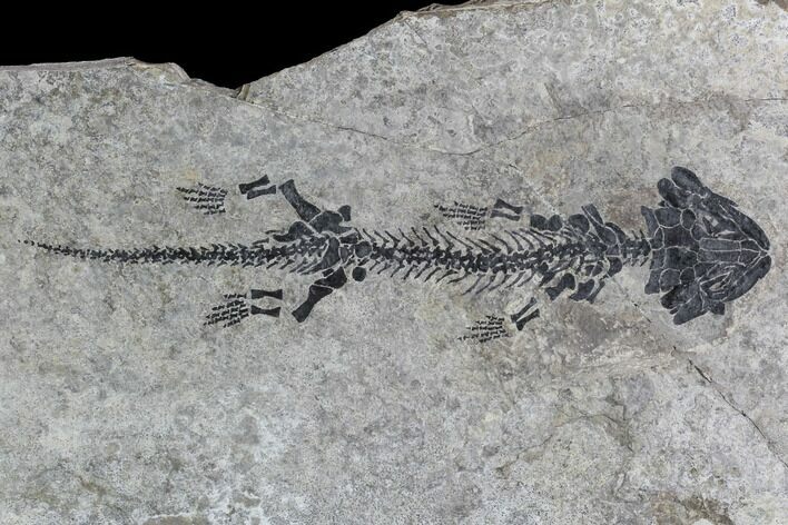 Discosauriscus (Early Permian Reptiliomorph) - Czech Republic #76373